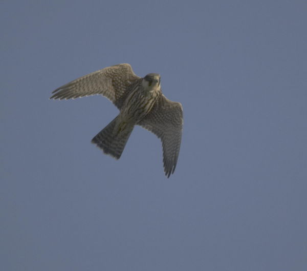 hobby